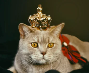 Gatti, il segreto del palato fino